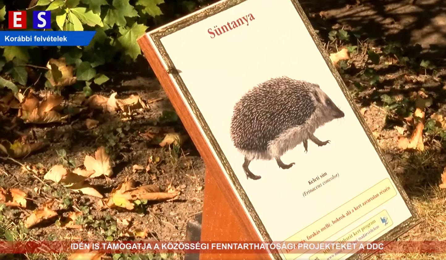 Idén is támogatja a közösségi fenntarthatósági projekteket a DDC