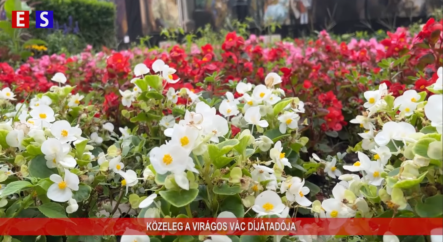 Közeleg a Virágos Vác díjátadója