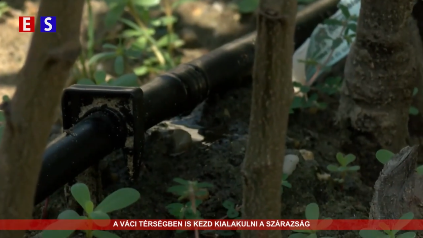 A váci térségben is kezd kialakulni a szárazság