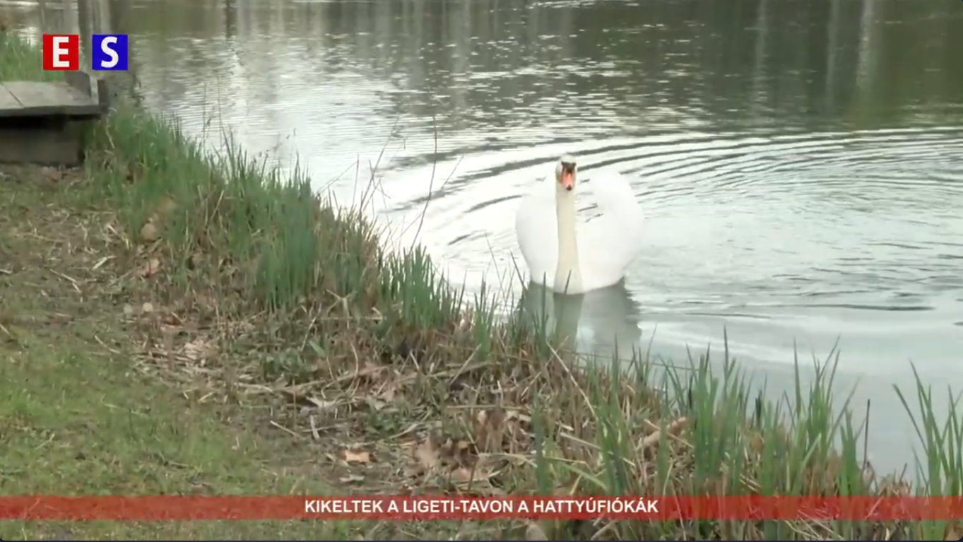 Kikeltek a Ligeti-tavon a hattyúfiókák