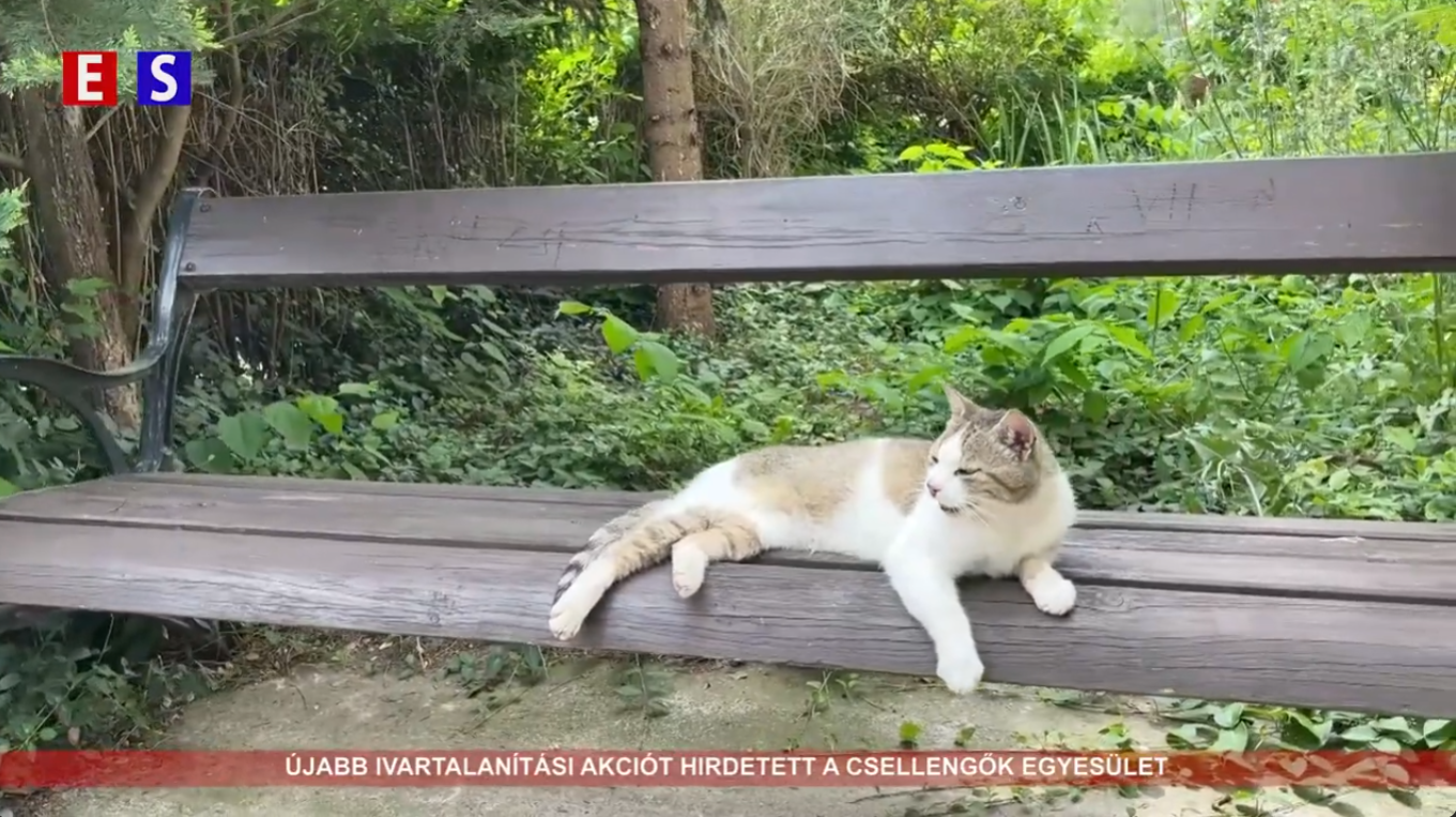 Újabb ivartalanítási akciót hirdetett a Csellengők Egyesület