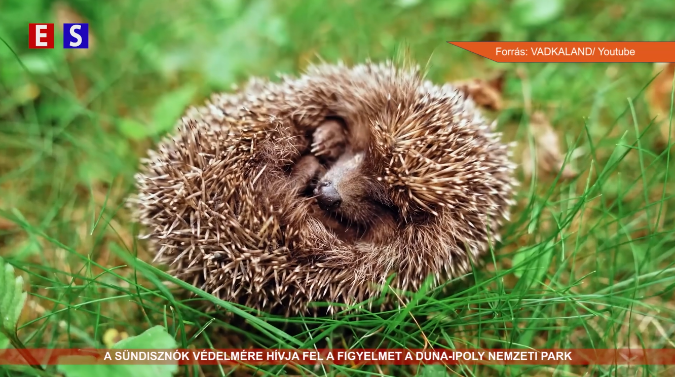 A sündisznók védelmére hívja fel a figyelmet a Duna-Ipoly Nemzeti Park