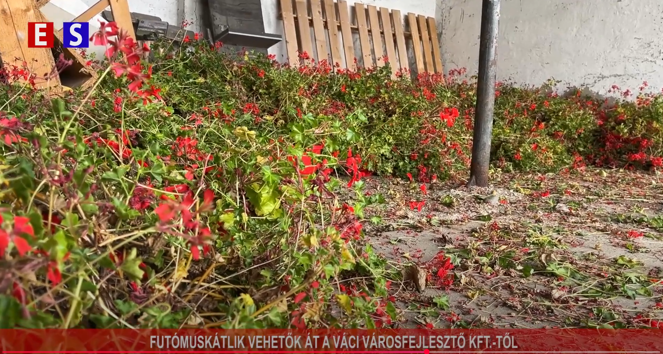 Futómuskátlik vehetőek át a Váci Városfejlesztő Kft.-től