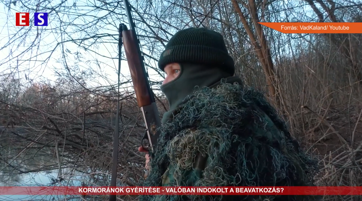 Kormoránok gyérítése – valóban indokolt a beavatkozás?