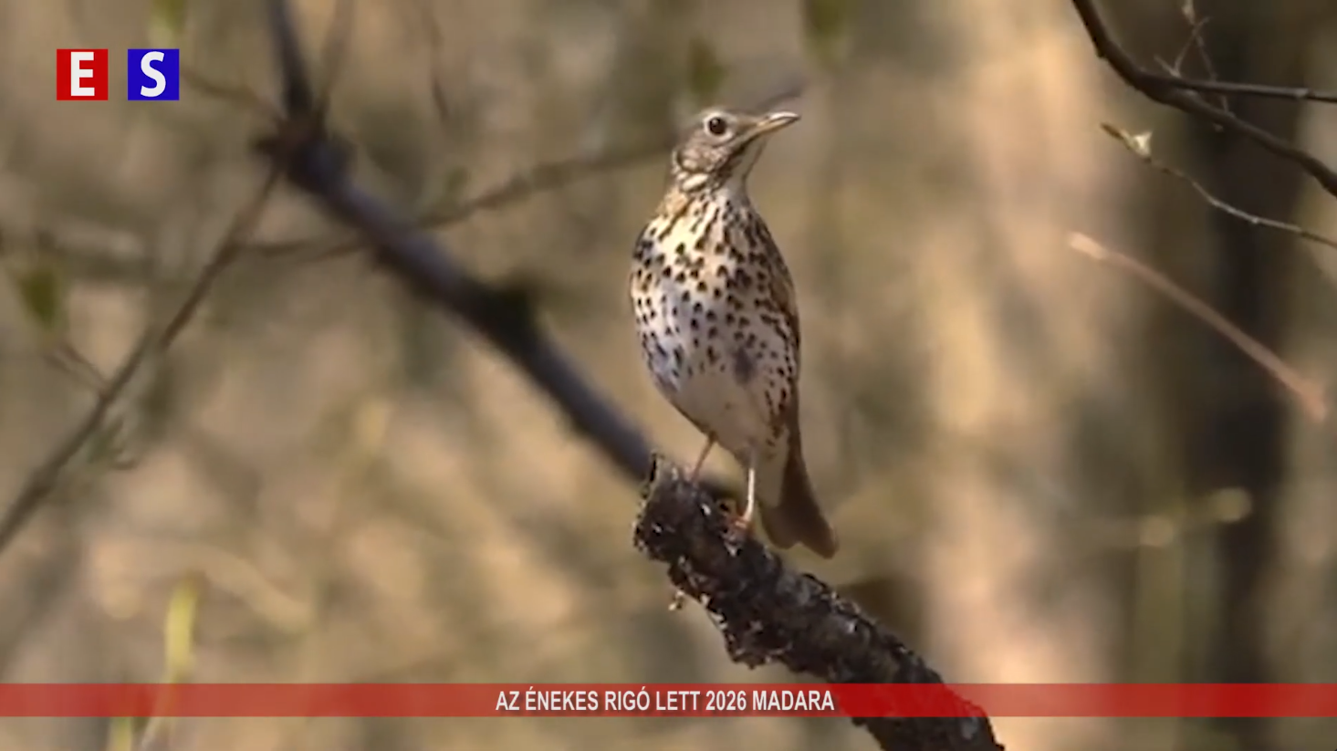 Az énekes rigó lett 2026 madara