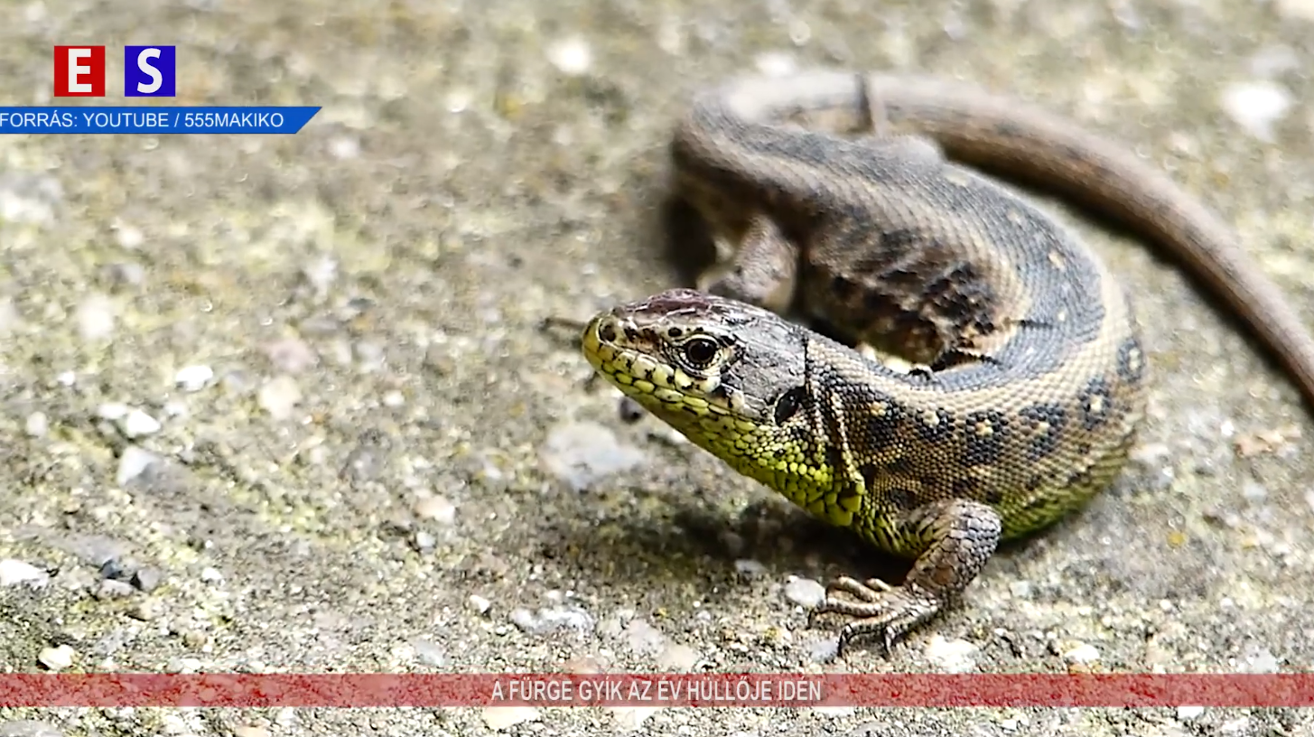 A fürge gyík az év hüllője idén