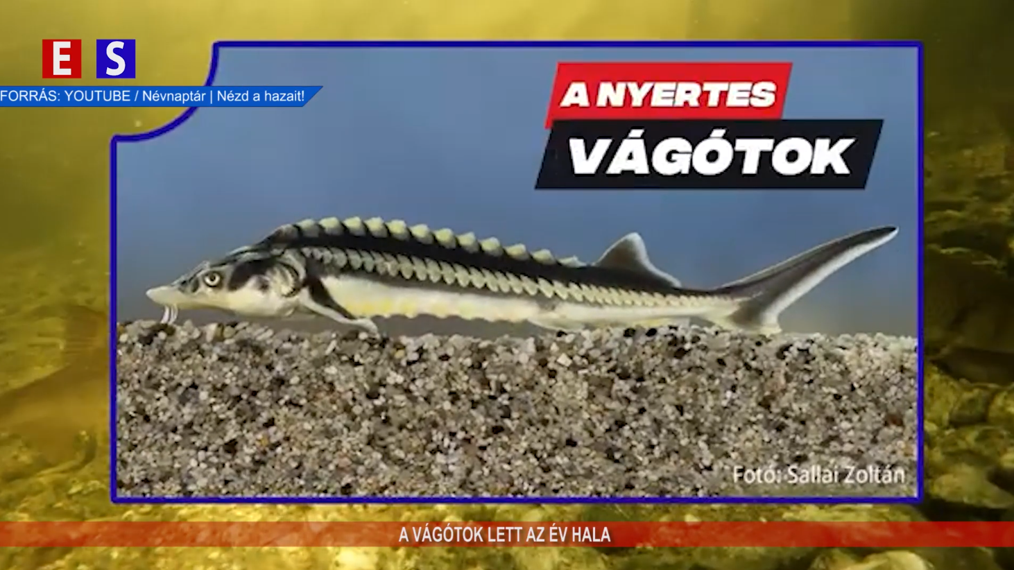 A vágótok lett az év hala 2026-ban