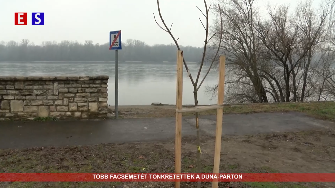 Több facsemetét tönkretettek a Duna-parton