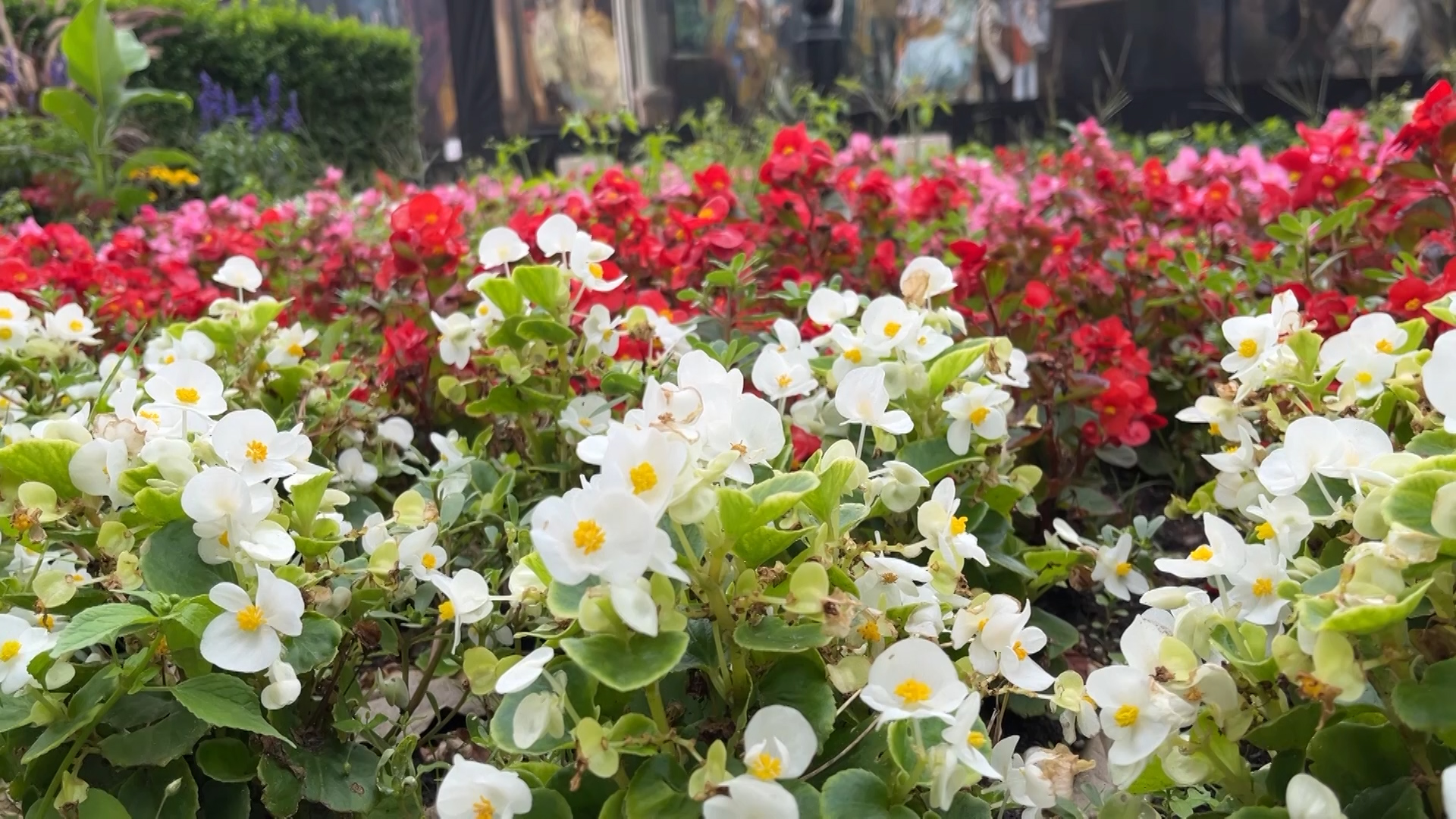 Idén is él már a Virágos Vácért felhívás