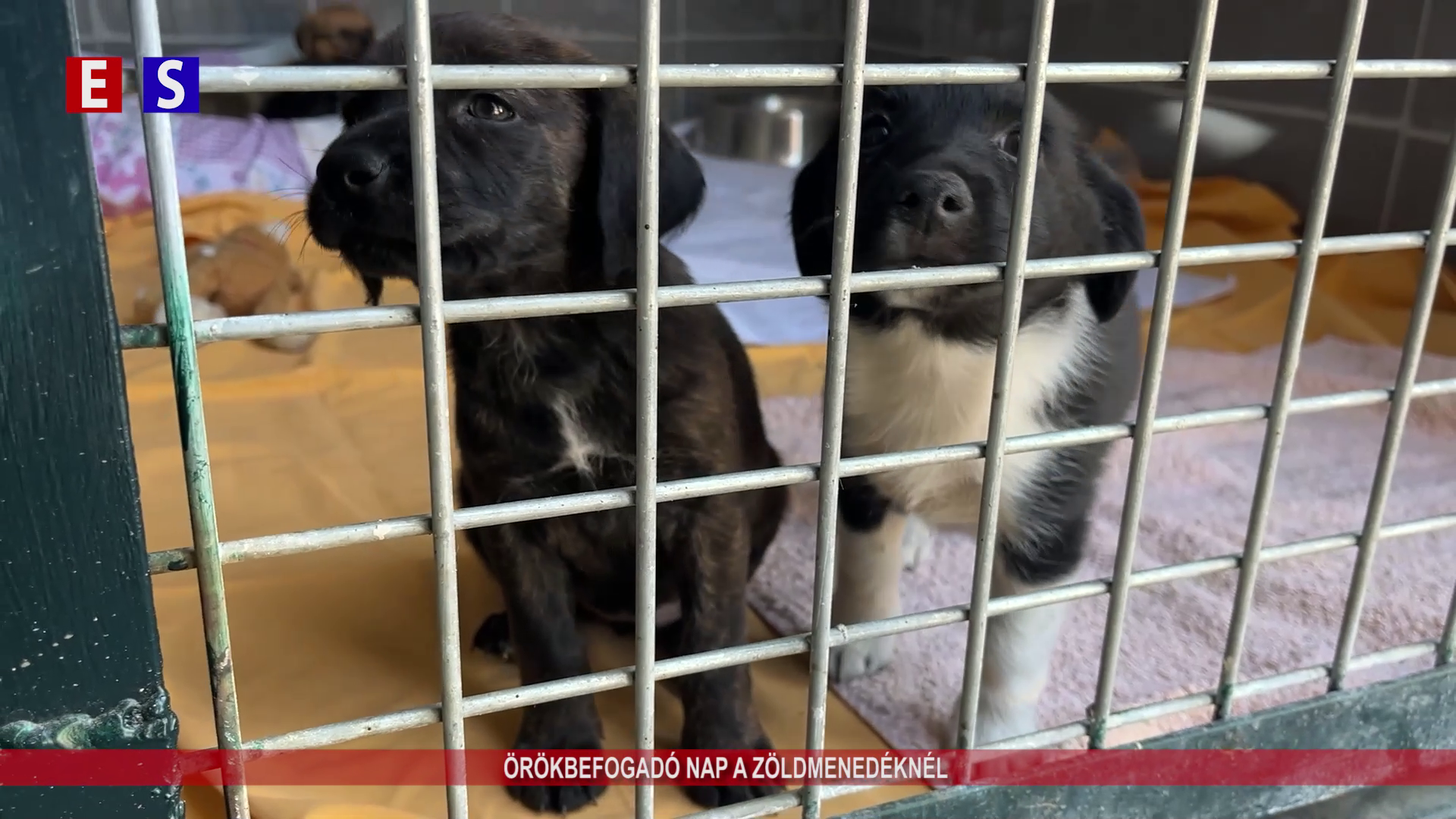 Örökbefogadó nap a Zöld Menedéknél