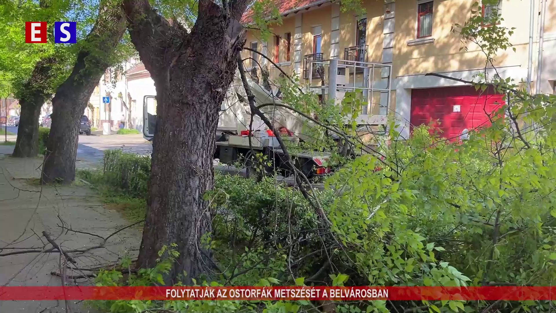 Folytatják az ostorfák metszését a belvárosban