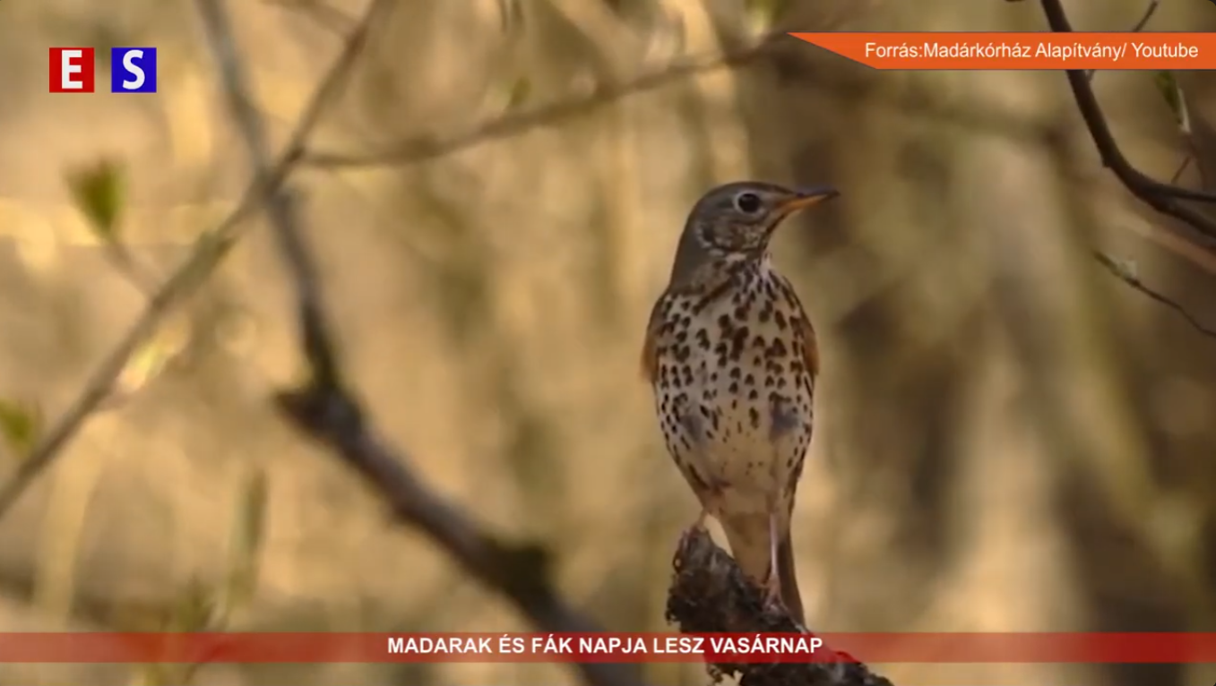 Madarak és Fák napja lesz vasárnap