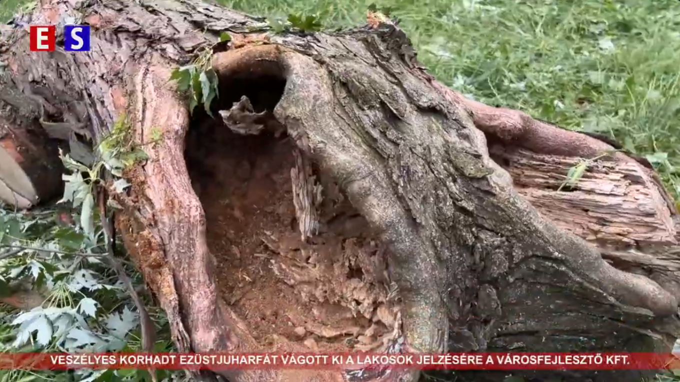 Veszélyes, korhadt ezüstjuharfát vágott ki a lakosok jelzésére a Városfejlesztő Kft.