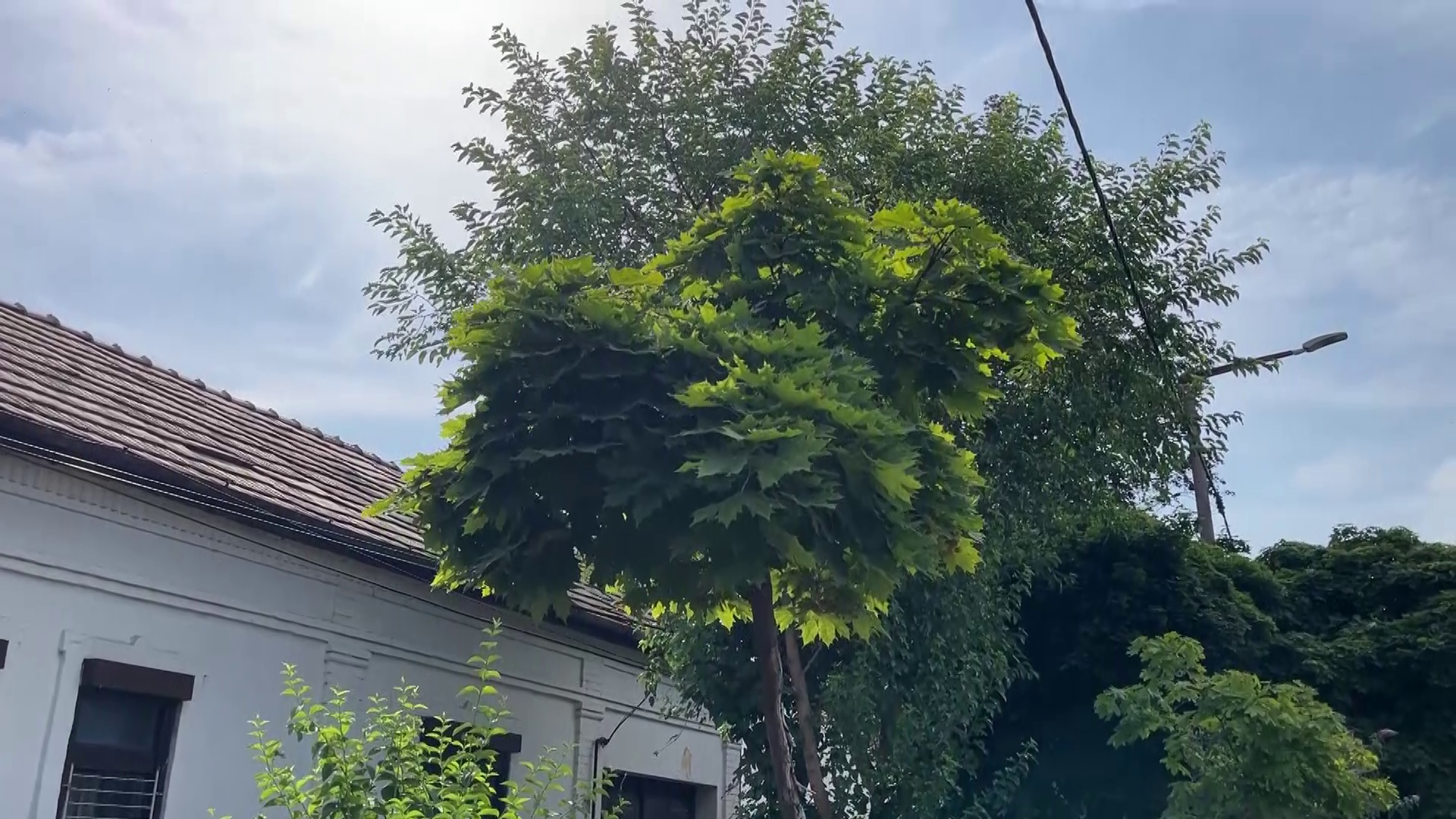 A Bagolybükk Egyesület arra bíztat mindenkit locsolja meg az elültetett